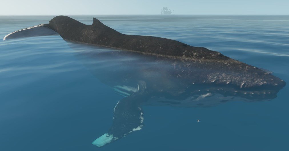 whale