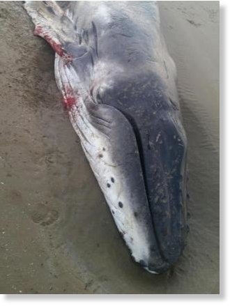 whale