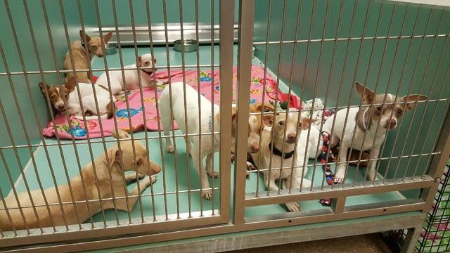 Click to enlarge Chihuahuas