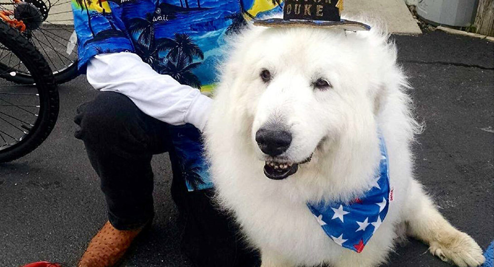 Duke the Great Pyrenees