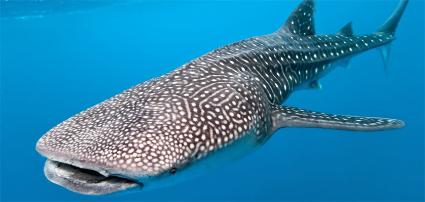 whale shark