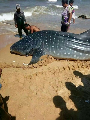 whale shark