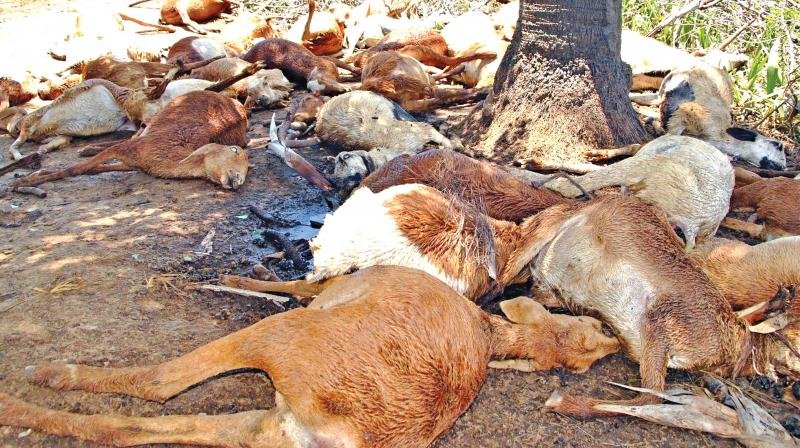 dead animals