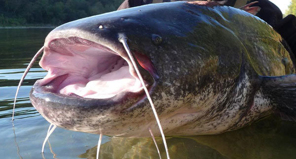 catfish