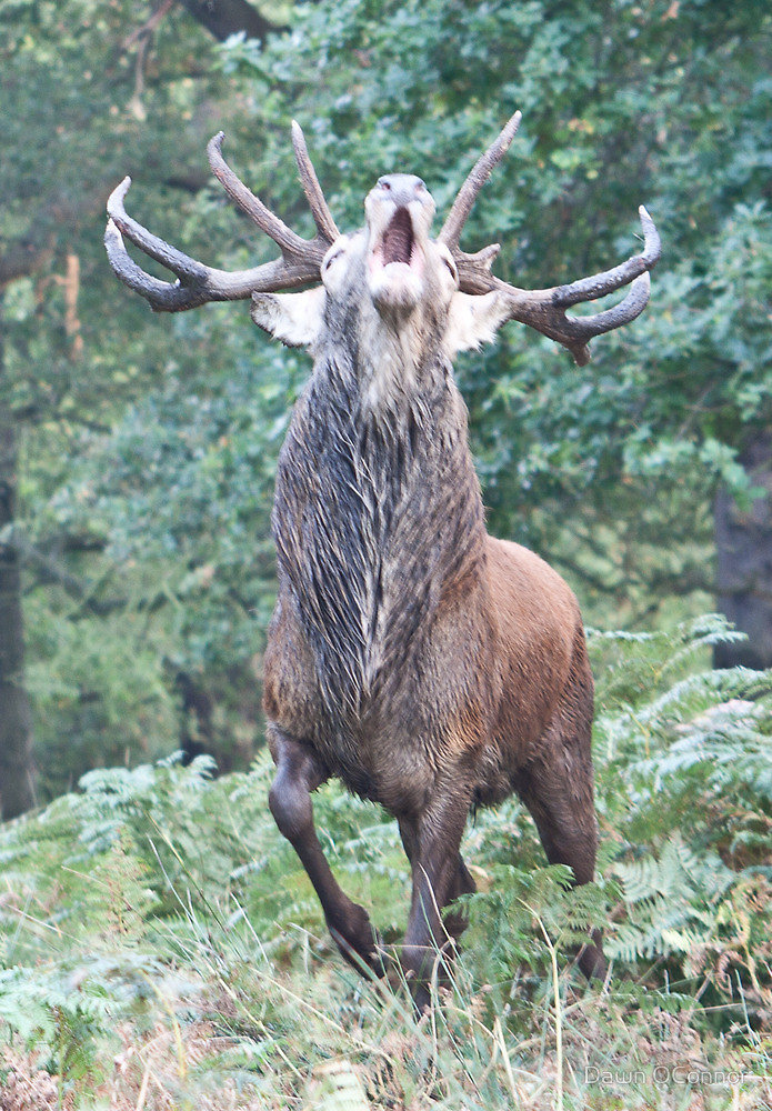 Red deer