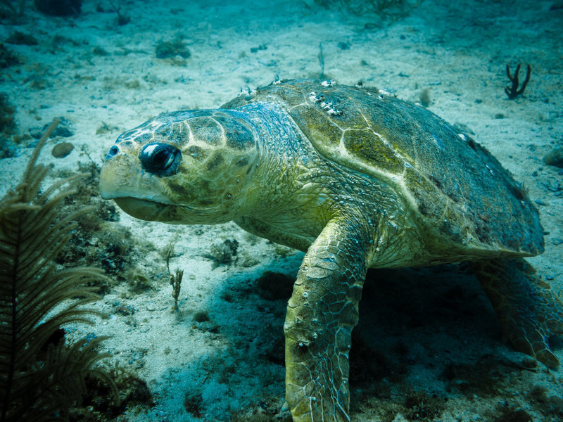 Click to enlarge Turtle