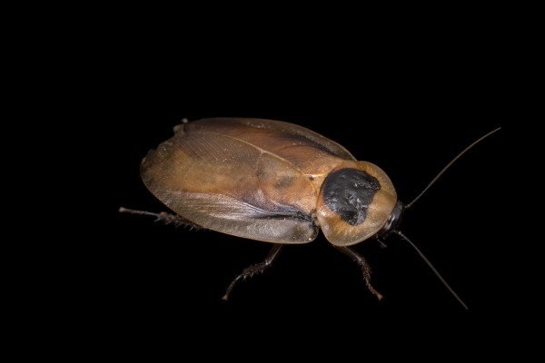 Click to enlarge Cockroach