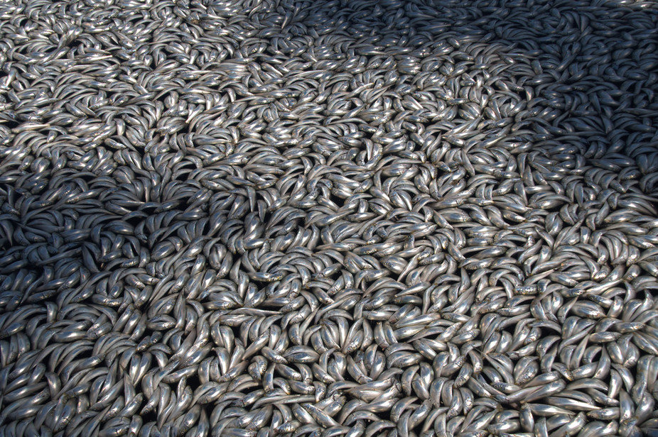 dead fish