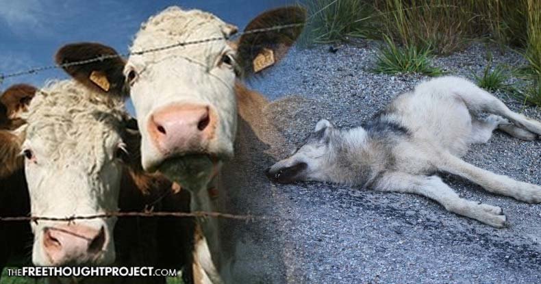 wolf and cattle