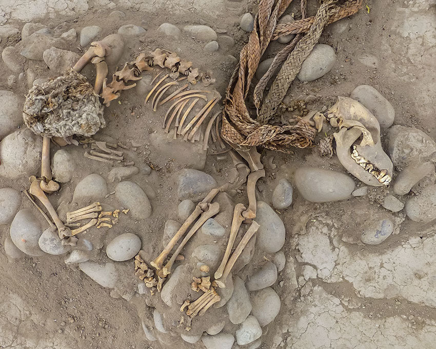 Click to enlarge dog remains
