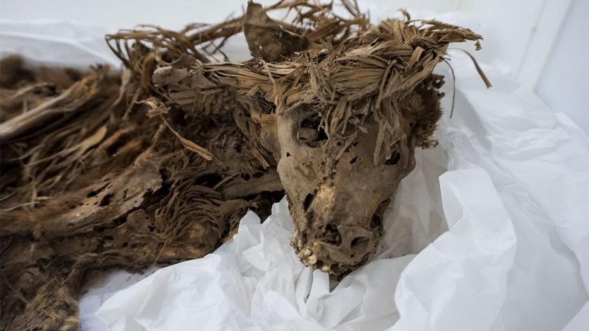 dog remains