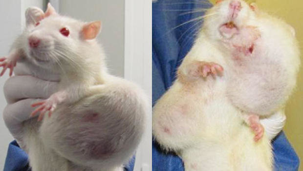 gmo rat tumors