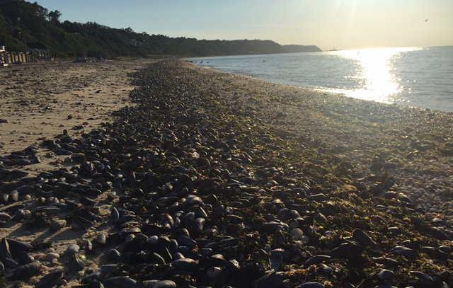 Dead mussels