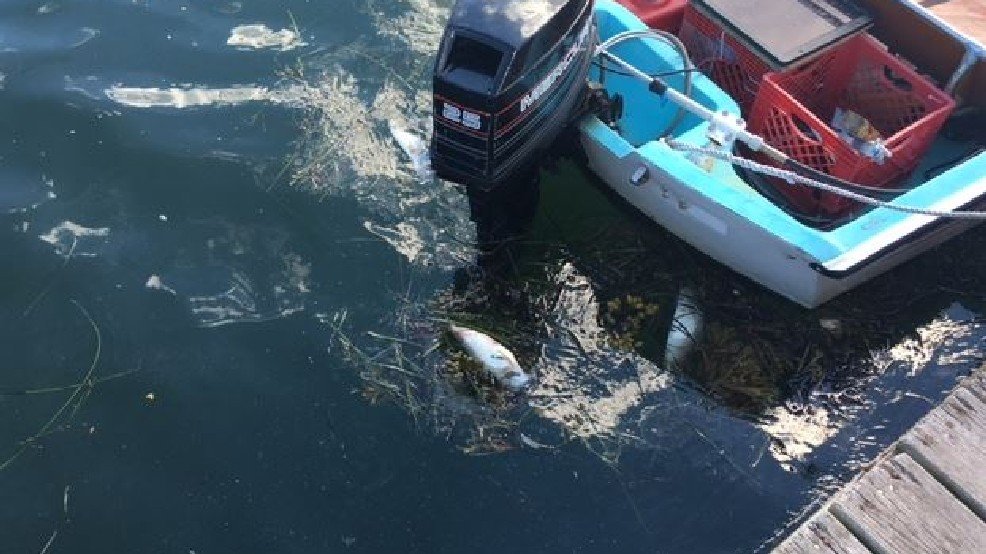 dead fish