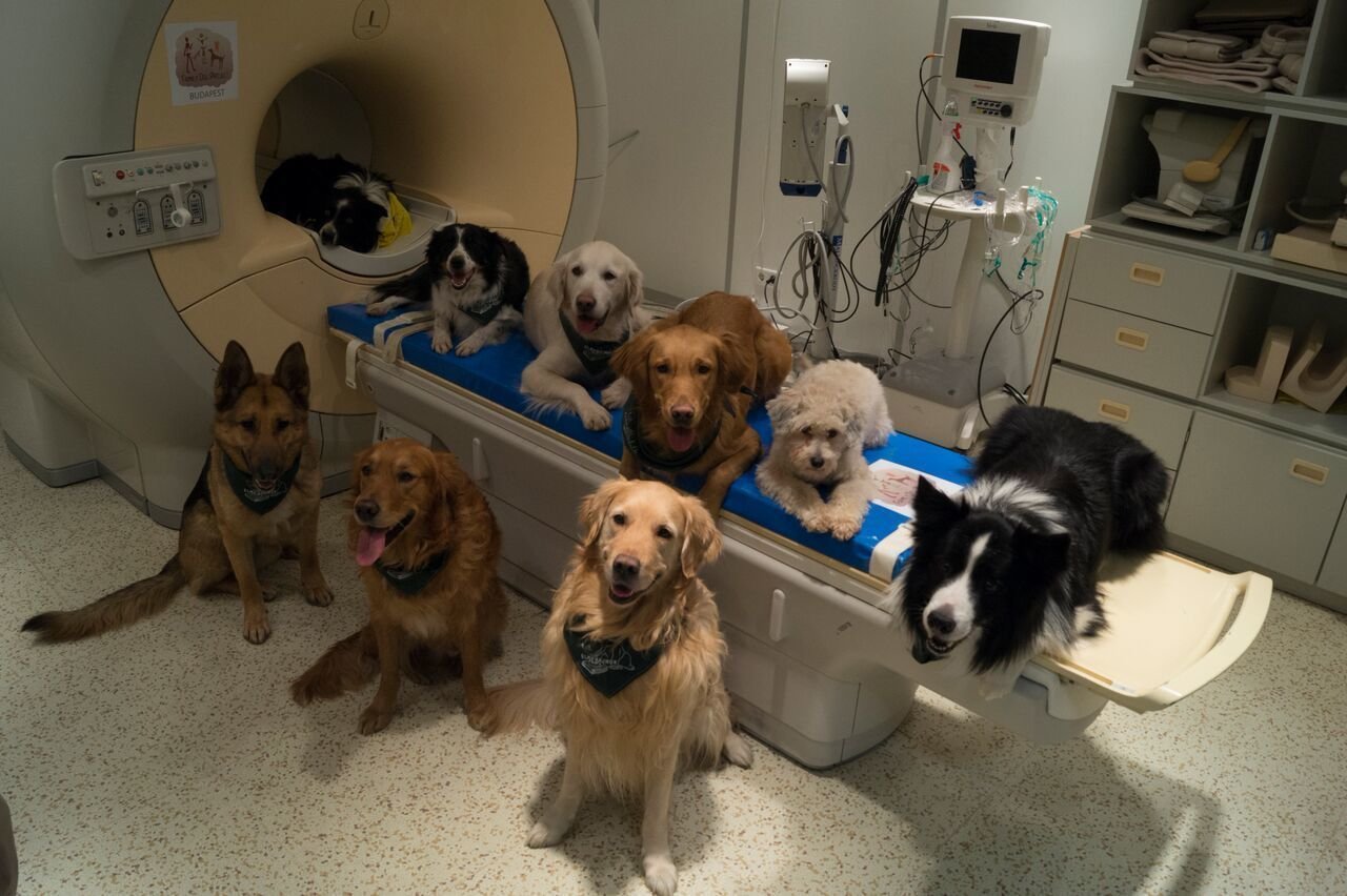 dogs