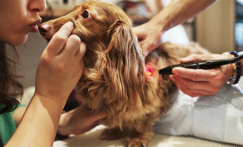 dogs pets medication