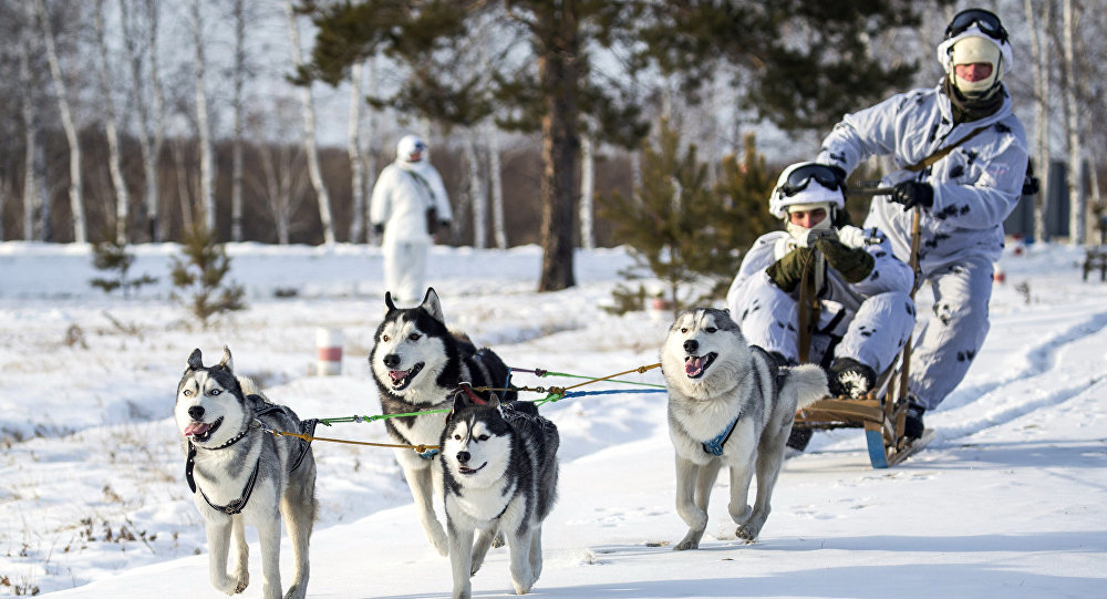 Russian soldiers on dog sleds