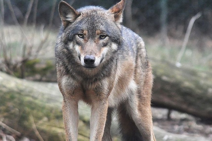 Wolf