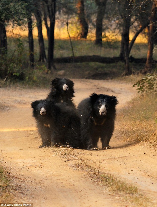 Click to enlarge Indian sloth bears