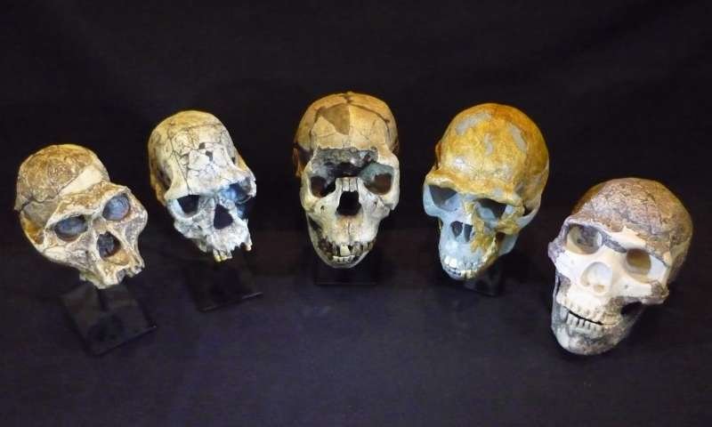 Skulls human evolution
