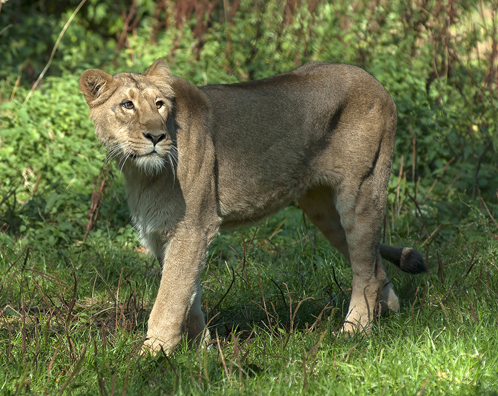 Asiatic Lioness
