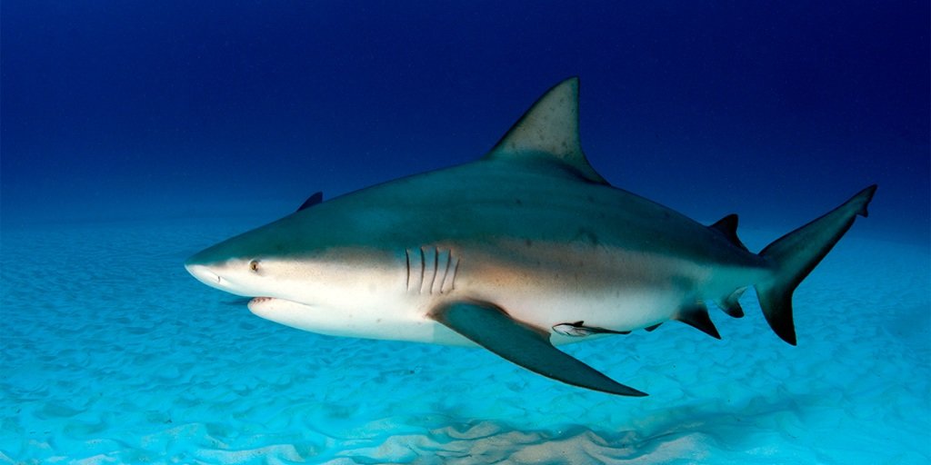 A 10-foot bull shark was said to be responsible for the attack on a 21-year-old surfer on Reunion Island
