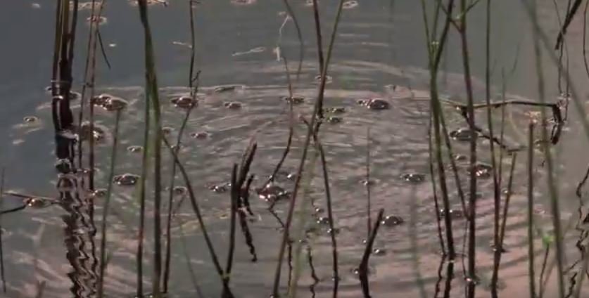 Click to enlarge methane seeps in alaska lakes