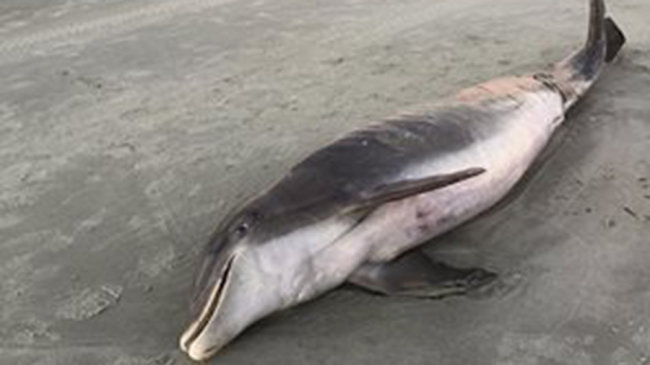 Dead dolphin