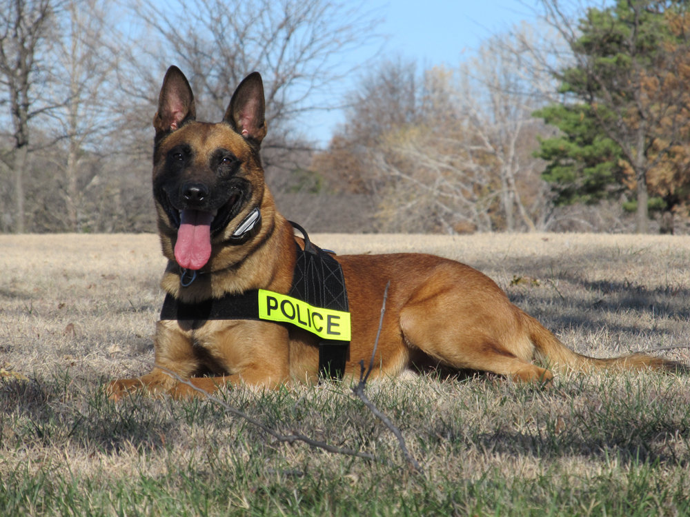 K9 police dog