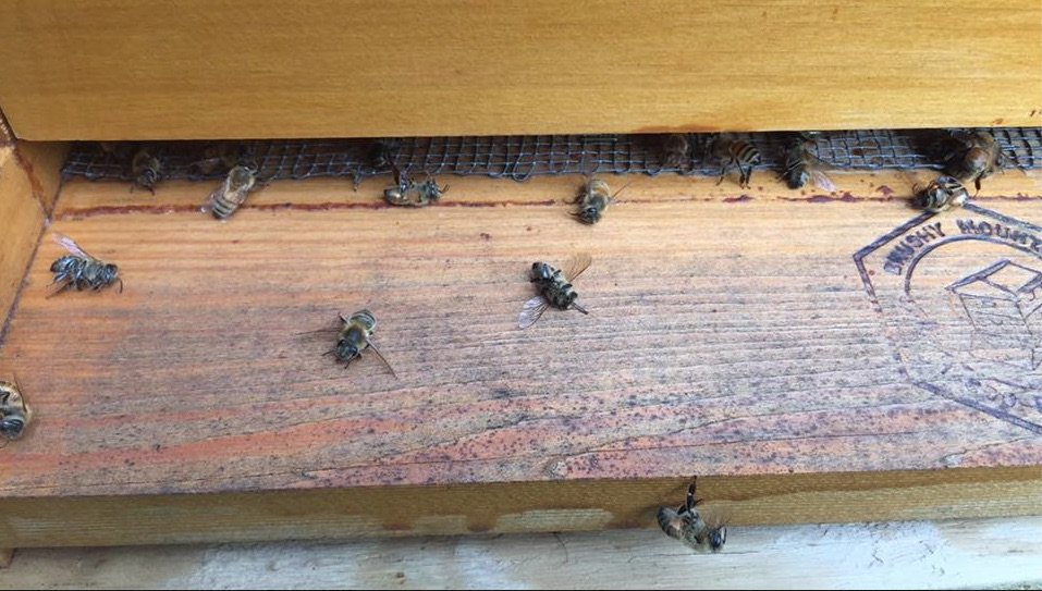 dead bees zika