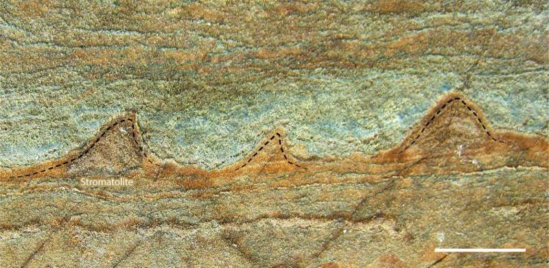 oldest fossils greenland