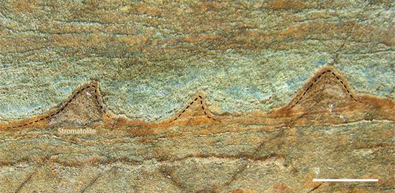 Click to enlarge oldest fossils greenland