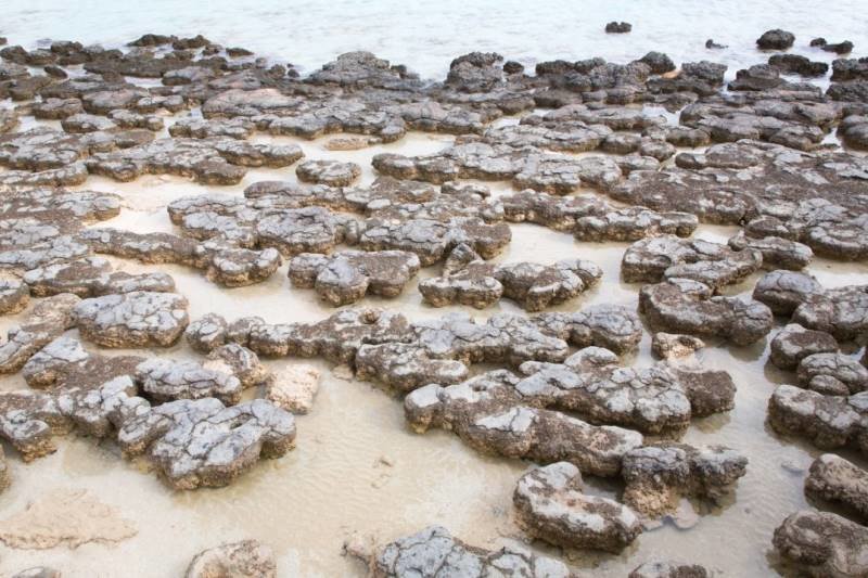 oldest fossils australia Stromatolites