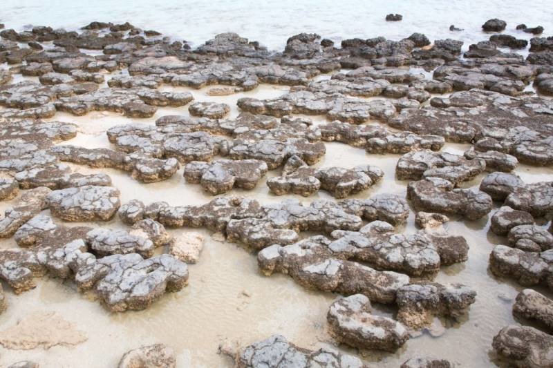 Click to enlarge oldest fossils australia Stromatolites