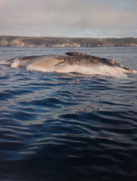 DEAD WHALE