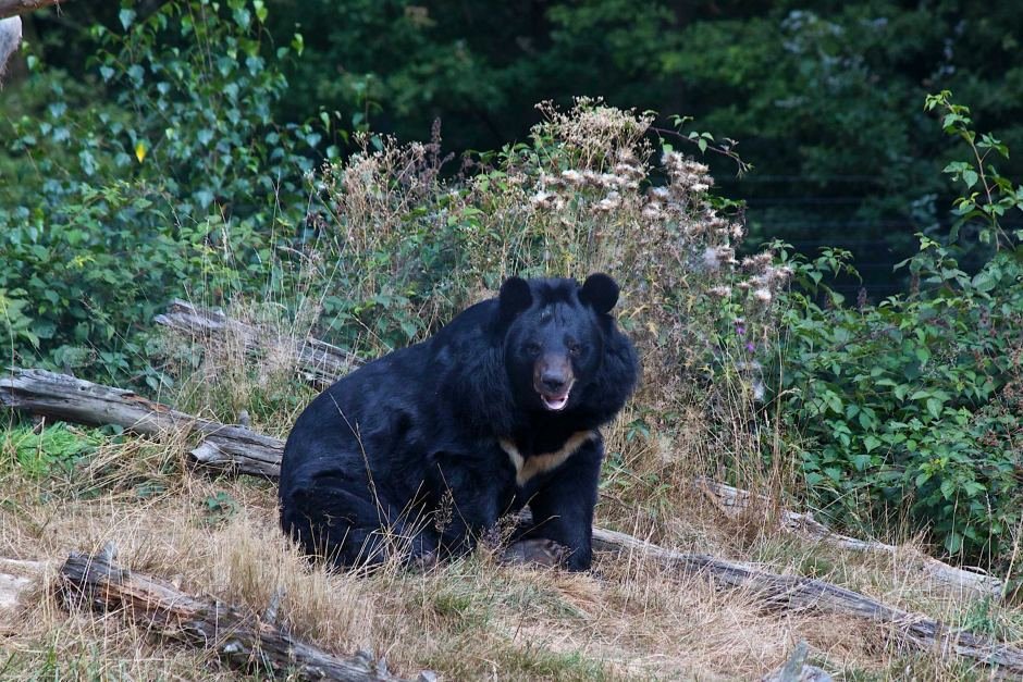 Click to enlarge Asian black bear