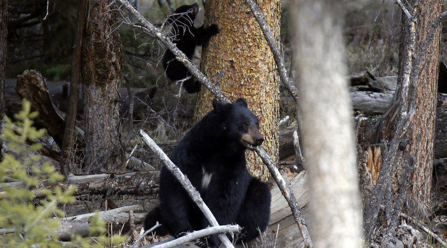 bears