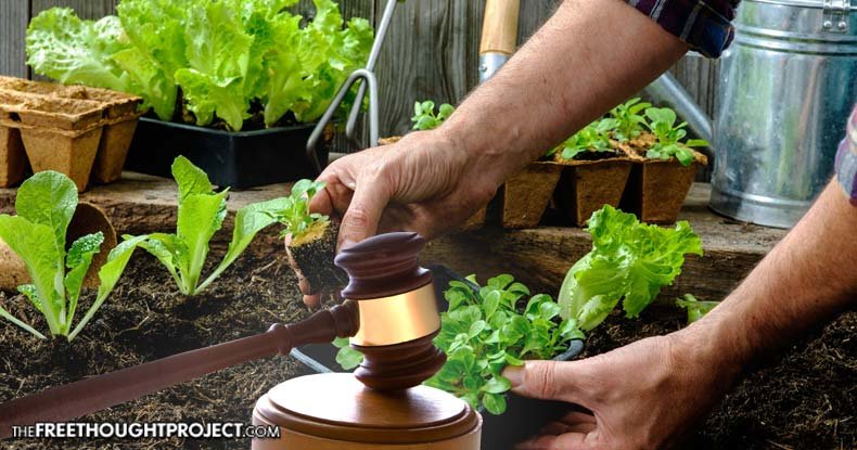 vegetable garden judgment