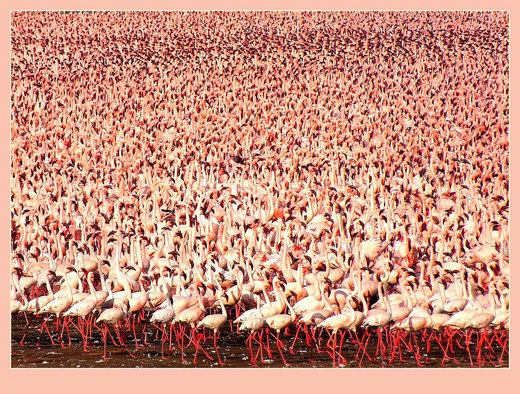 Flamingos