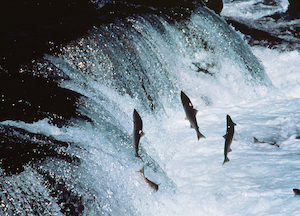 Salmon on their journey upstream