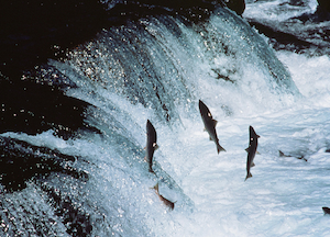 Click to enlarge Salmon on their journey upstream