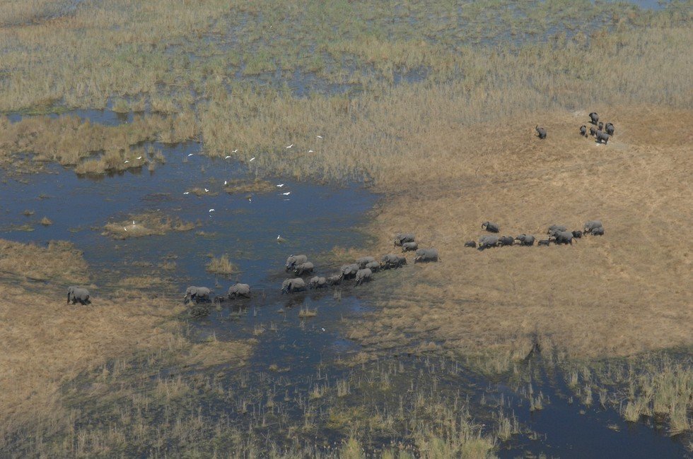 Click to enlarge elephants