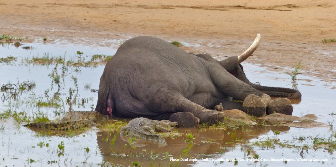 Click to enlarge elephant