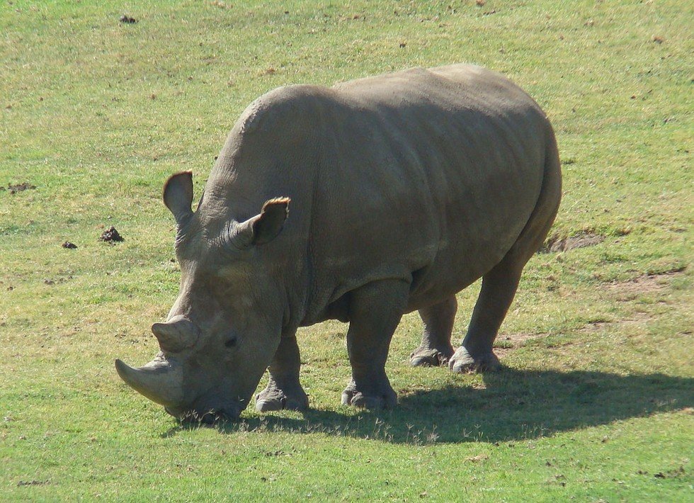 Click to enlarge White Rhino