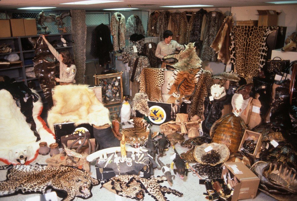 Click to enlarge animal trafficking