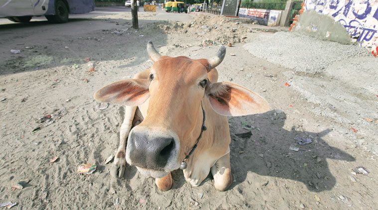 Indian cow