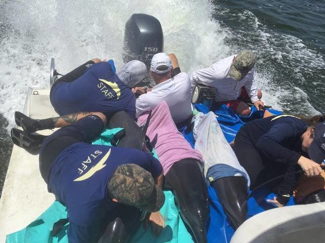 Staff of the Dolphins Plus Marine Mammal Responder team transport four spinner dolphins that were rescued Saturday, Sept. 3, 2016, after stranding off a small island about 20 miles north of Islamorada in Florida Bay off the Florida Keys.