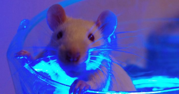 Click to enlarge Blue light