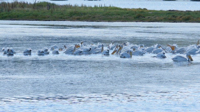 Click to enlarge Puget Sound pelicans