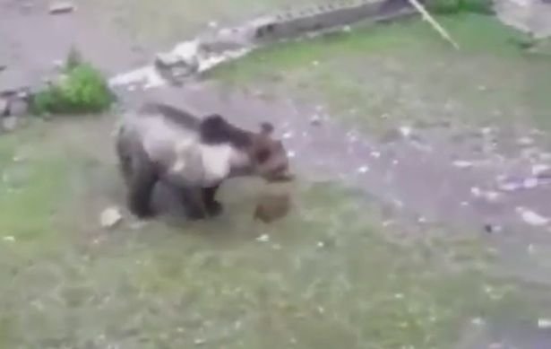 Asian black bears are usually herbivorous but have been known to attack humans who trap or kill the animals for traditional medicine 